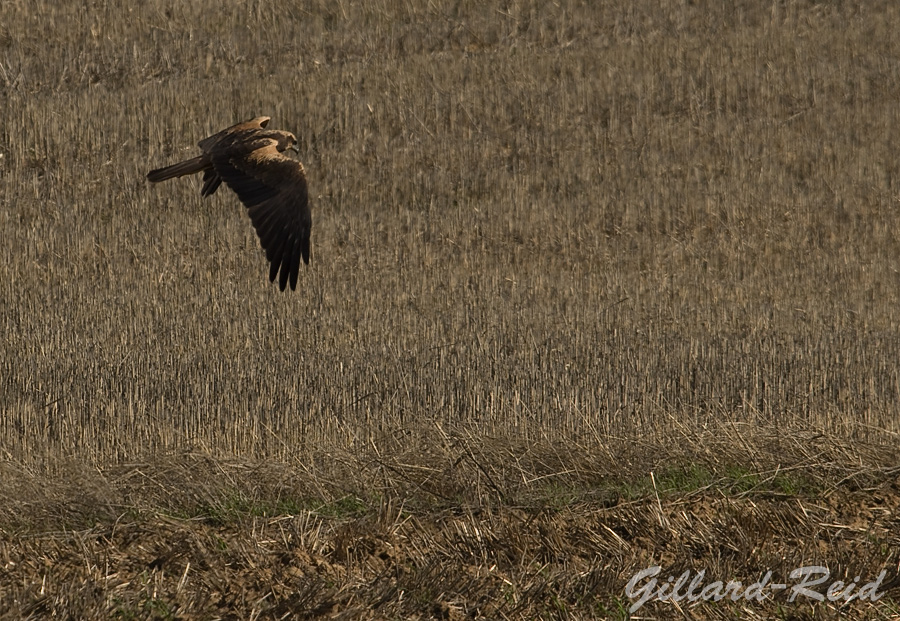 marsh harrier