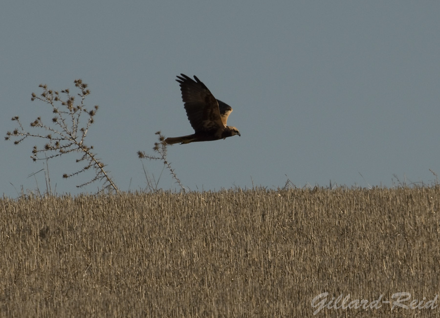 marsh harrier photo