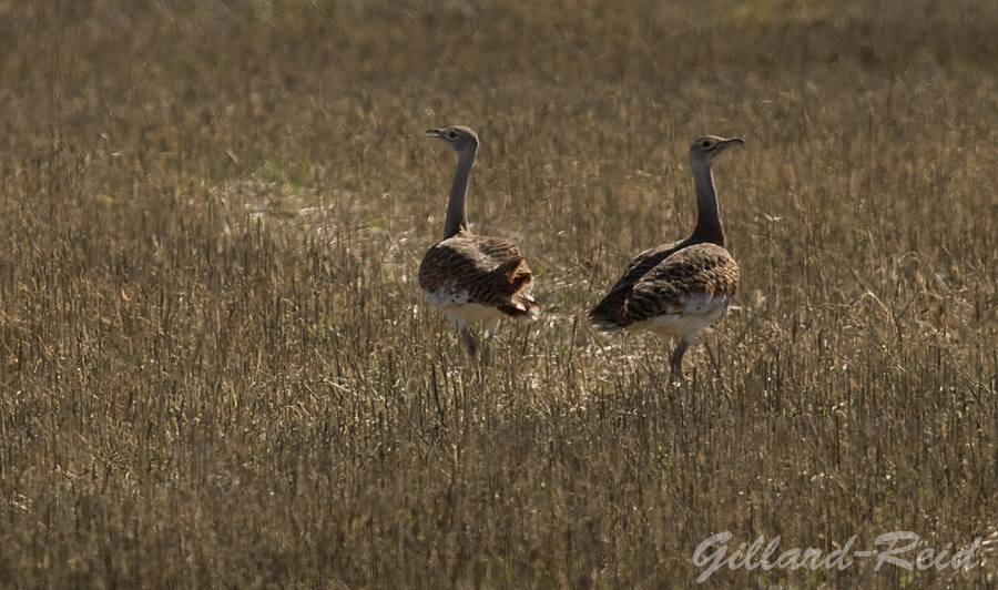 great bustards