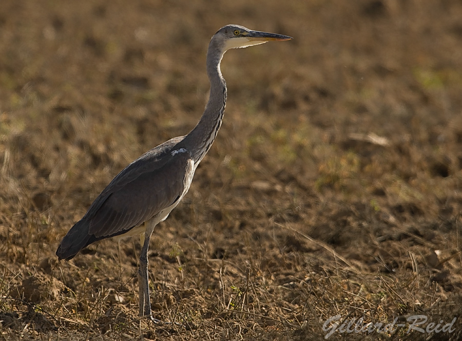 heron photo