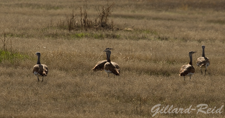 great bustards