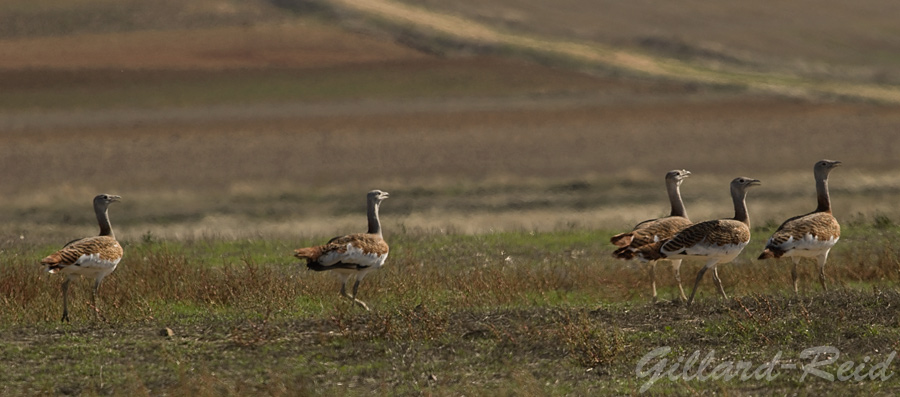 great bustards