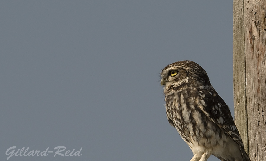 little owl