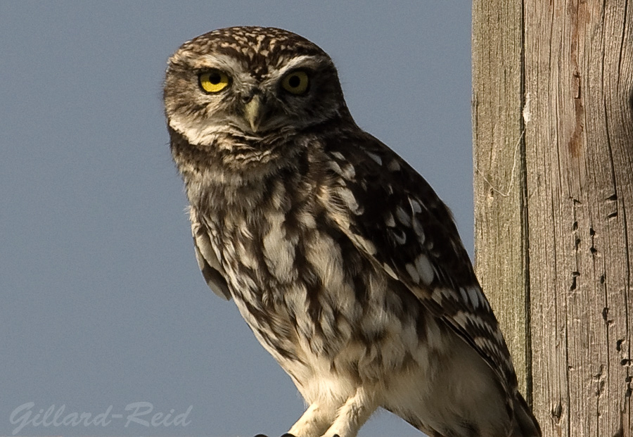 little owl photo