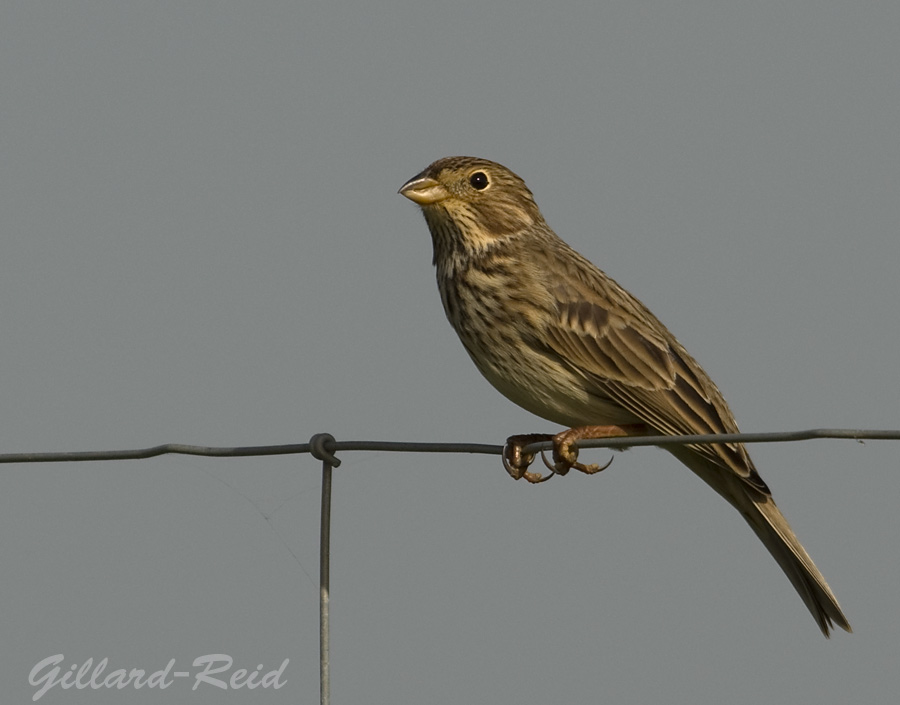 corn bunting photo