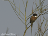 stonechat photos