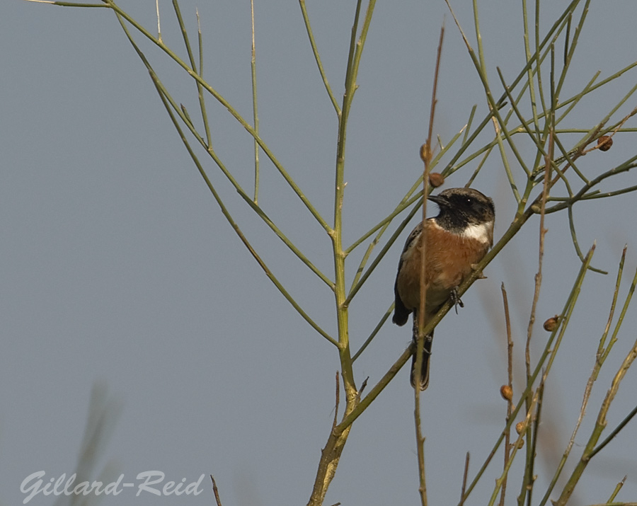 kestrel photo