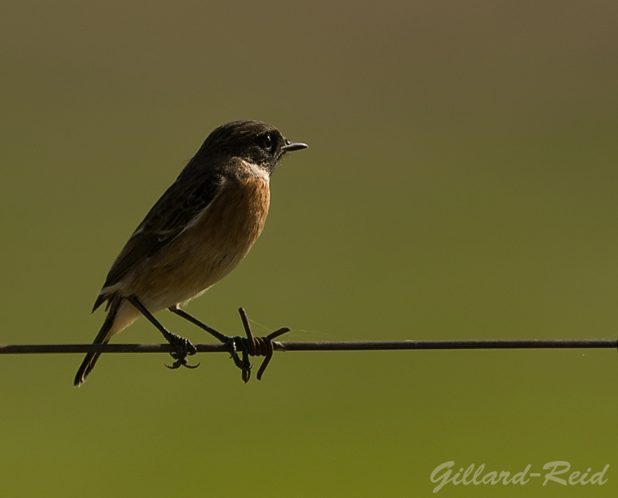 stonechat photo