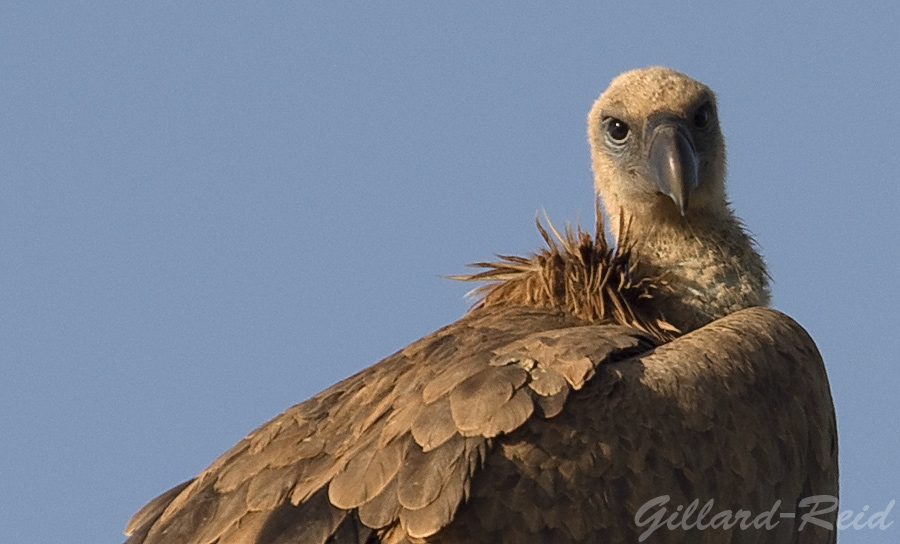 griffon vulture