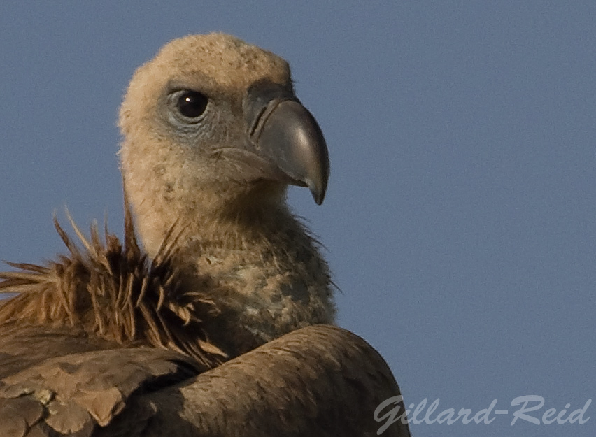 griffon vulture
