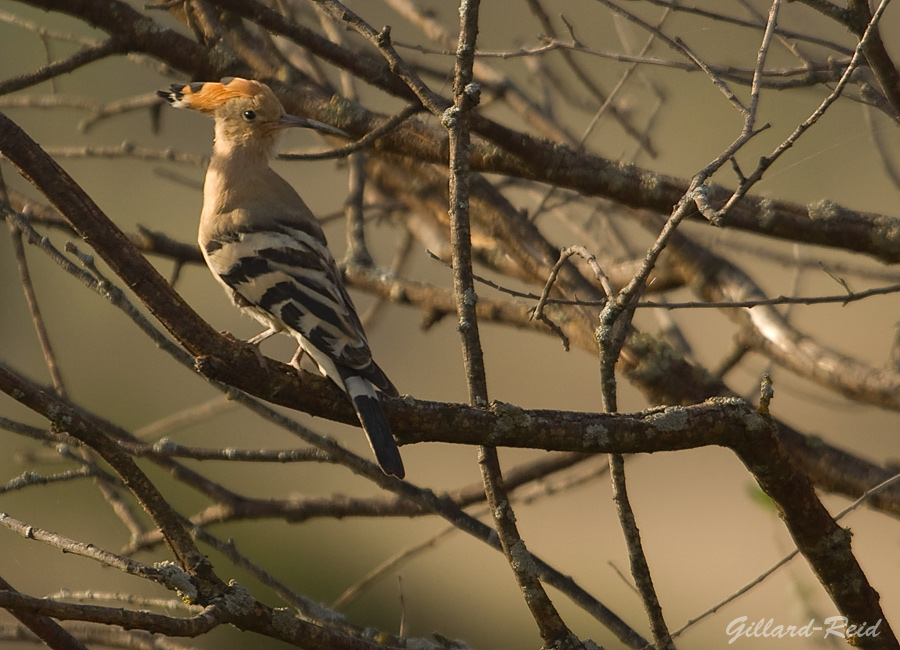 hoopoe photo