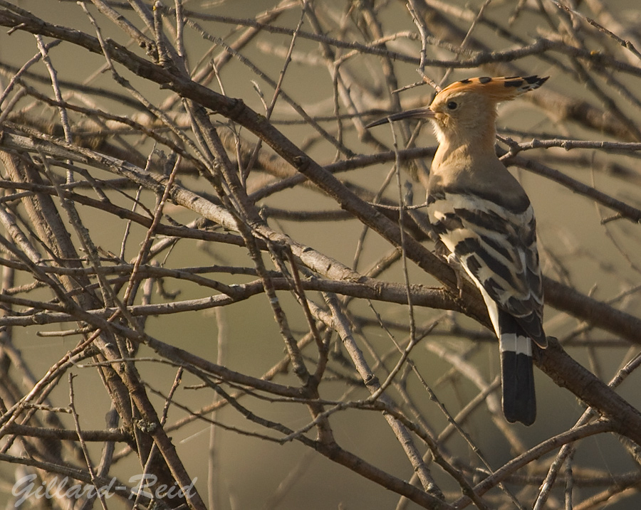 hoopoe photo