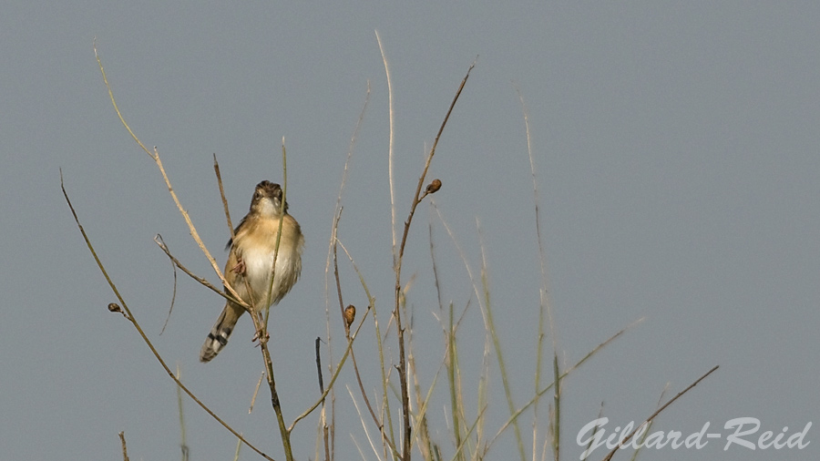 fan tailed warbler photo