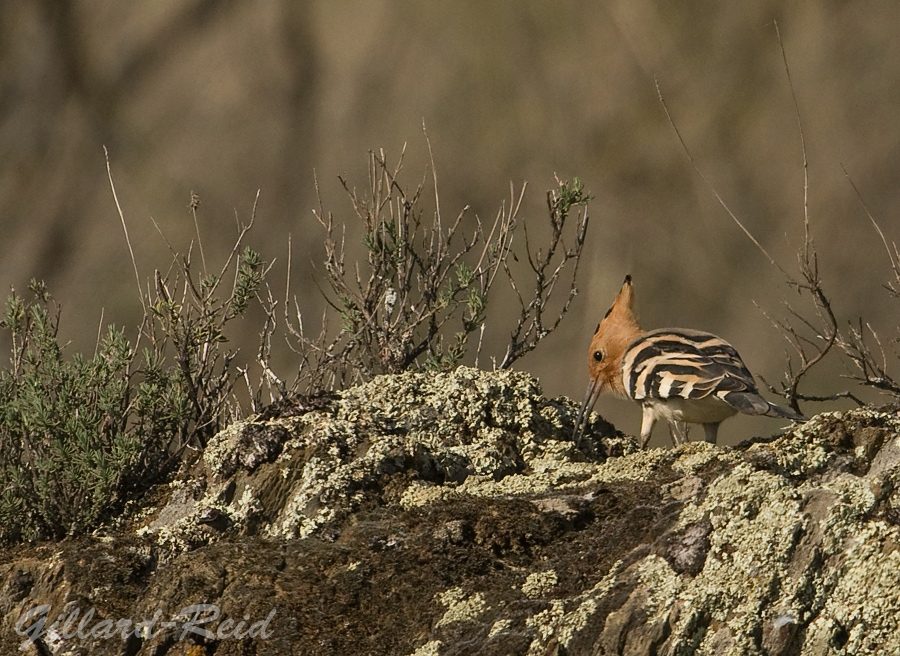 hoopoe