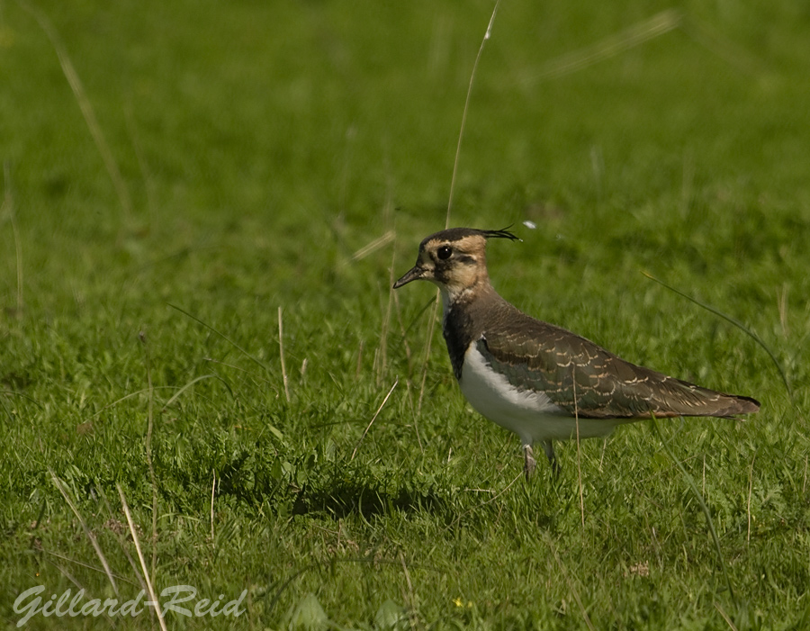 lapwing