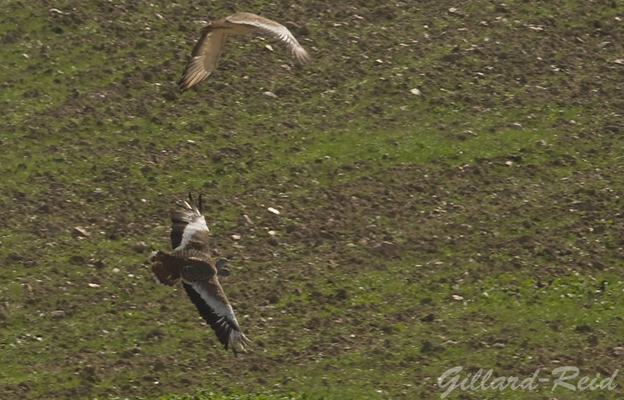 Great Bustard