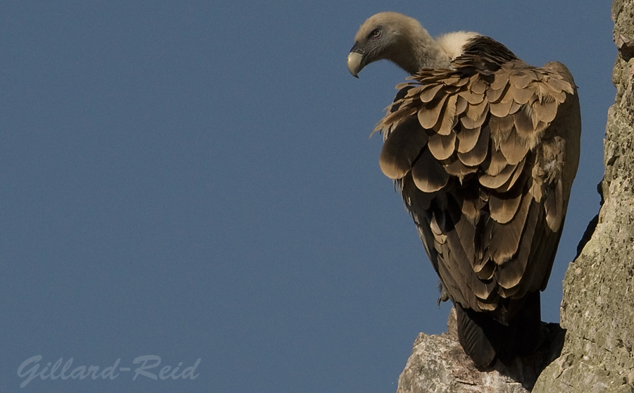 griffon vulture photo