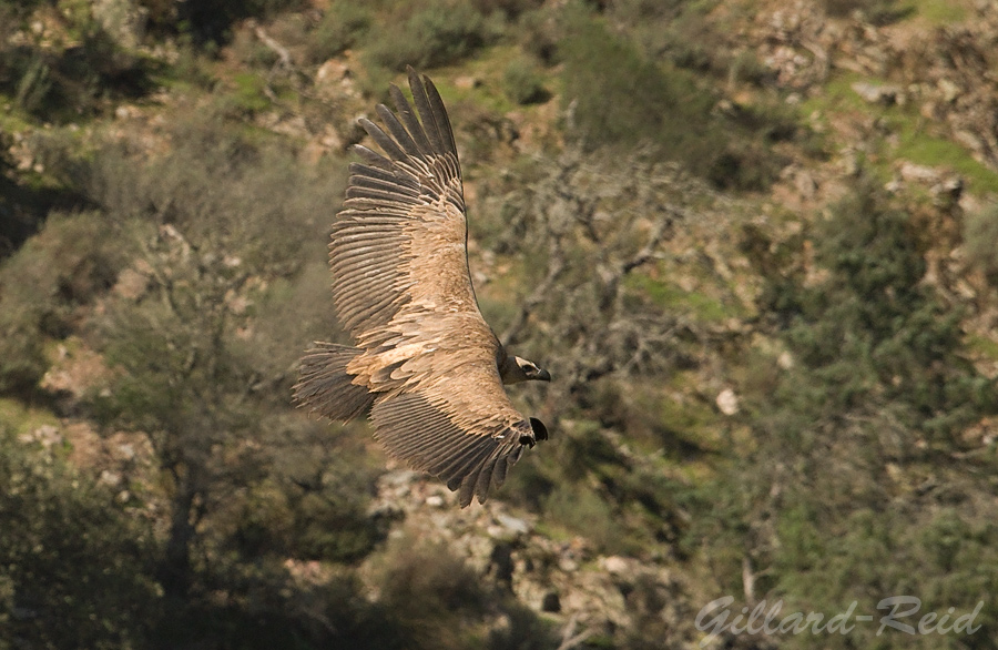 griffon vulture photo