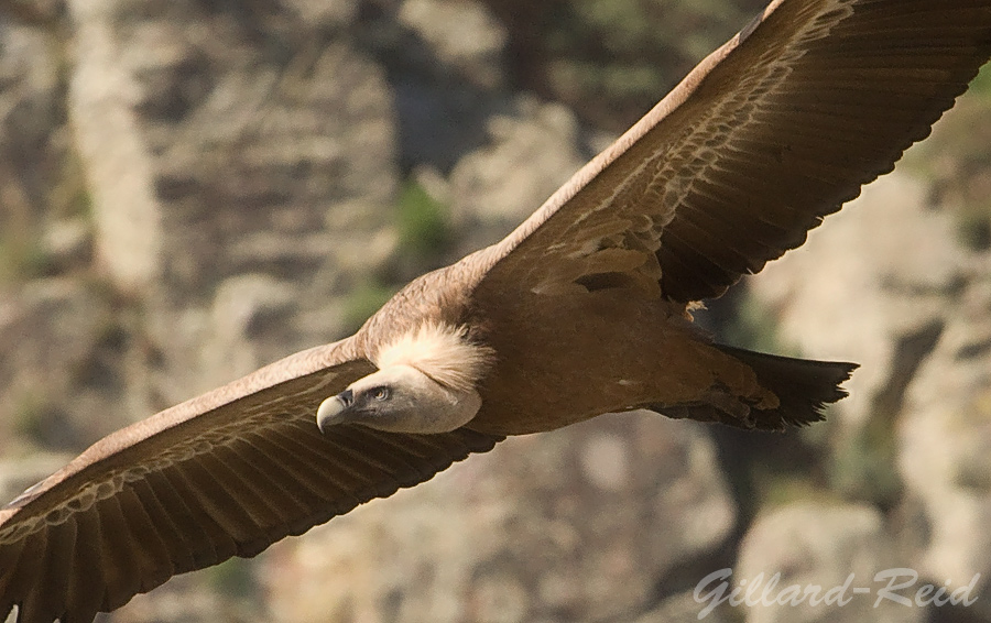 griffon vulture photo