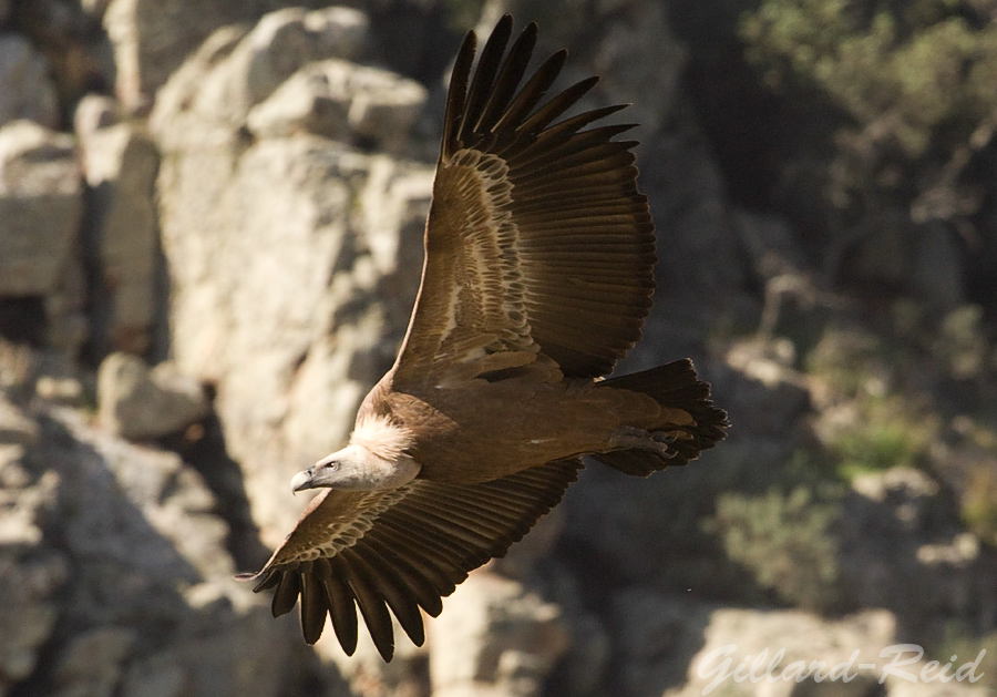 griffon vulture