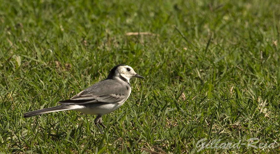 white wagtail