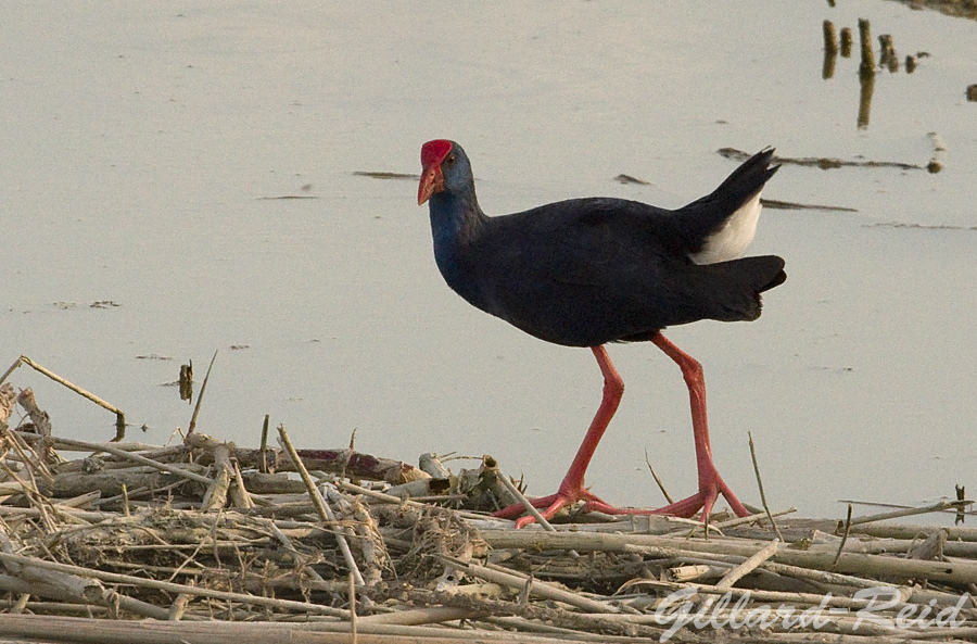 purple gallinule