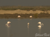 flamingos