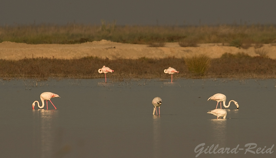 flamingo photo