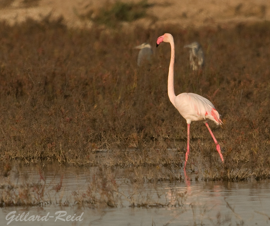 photo flamingo