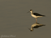 black winged stilts photos