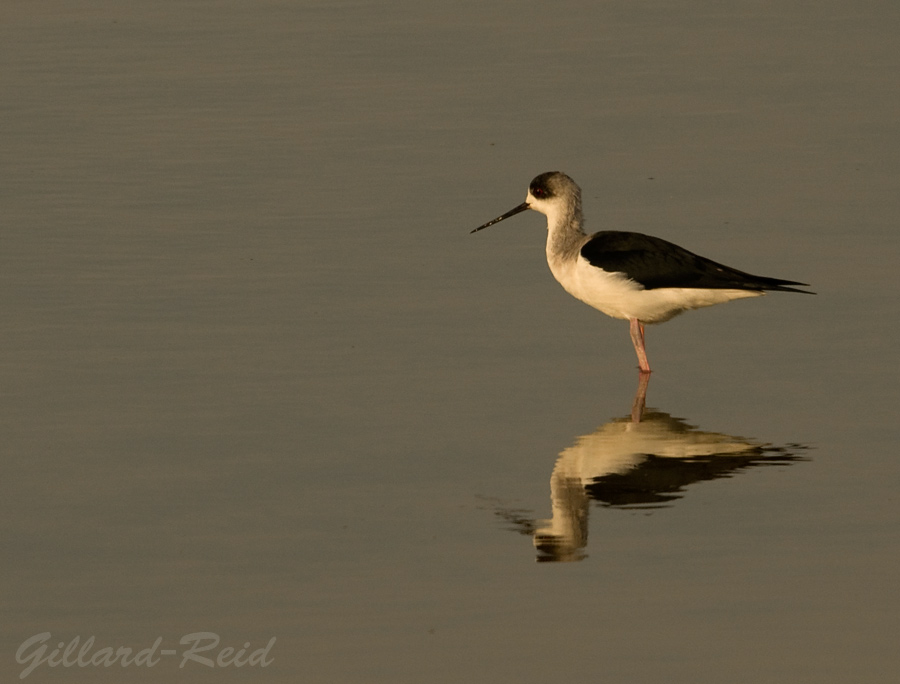 black winged stilt photo