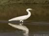 egret