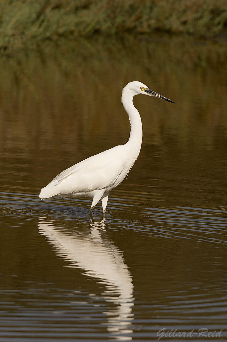 egret photo