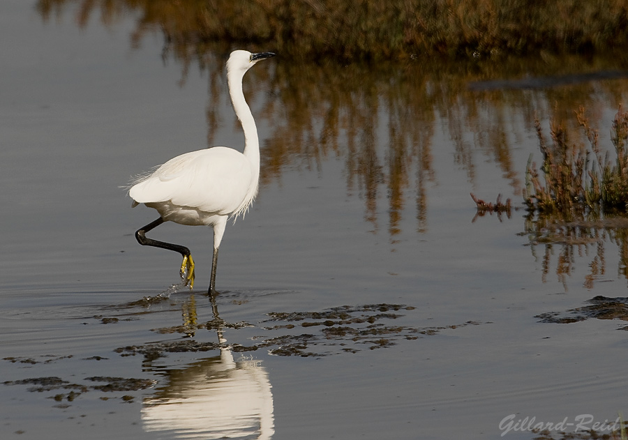 egret