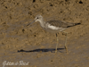 greenshank