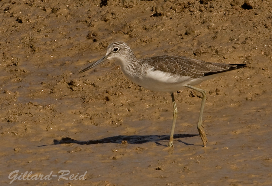 greenshank photo