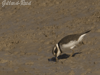 ringed plover
