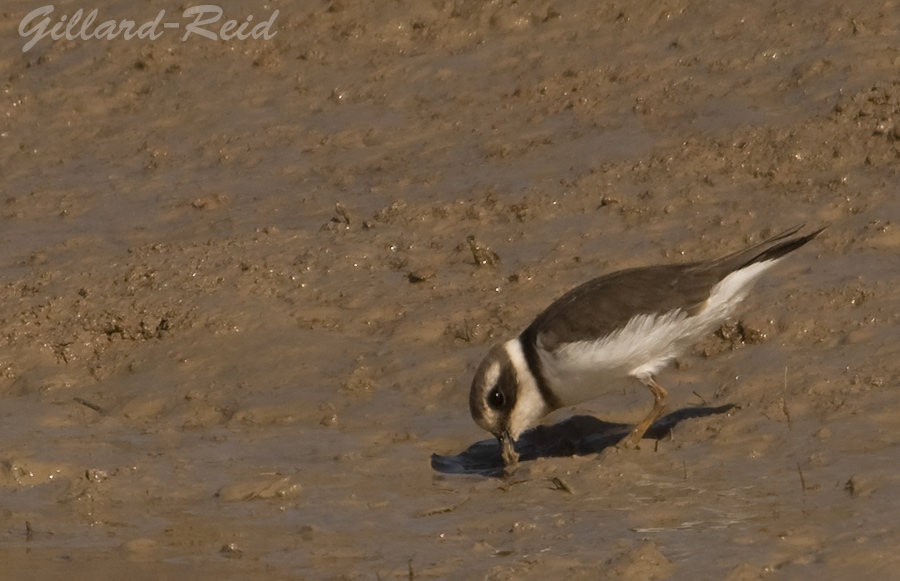 ringed plover photo