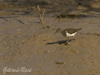 sandpiper photo