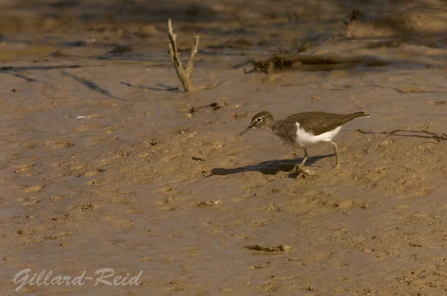 sandpiper photo