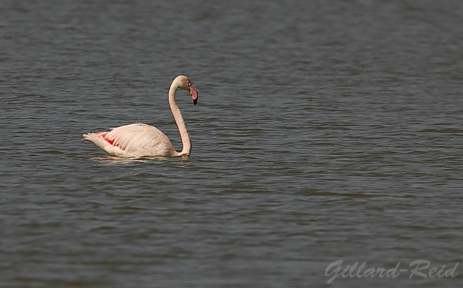 flamingo