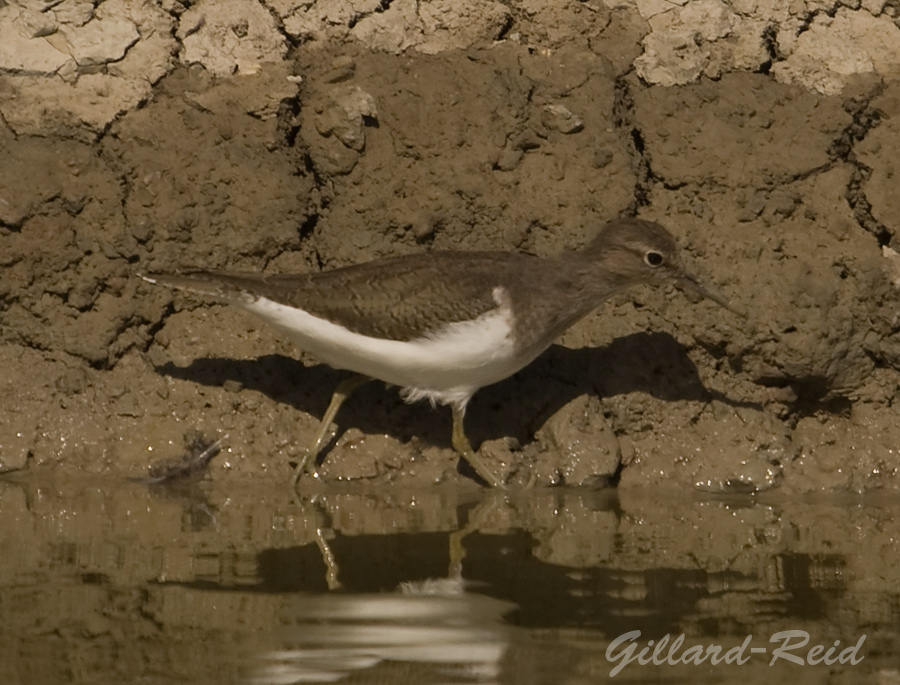 sandpiper