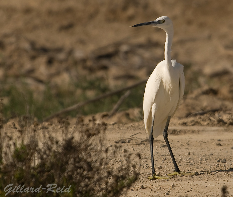 egret