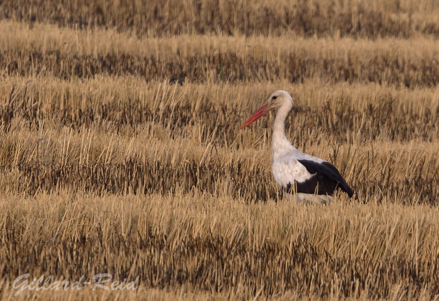 stork