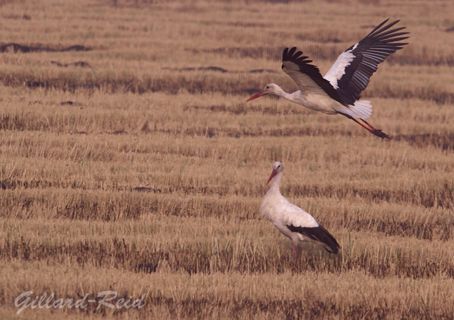 storks