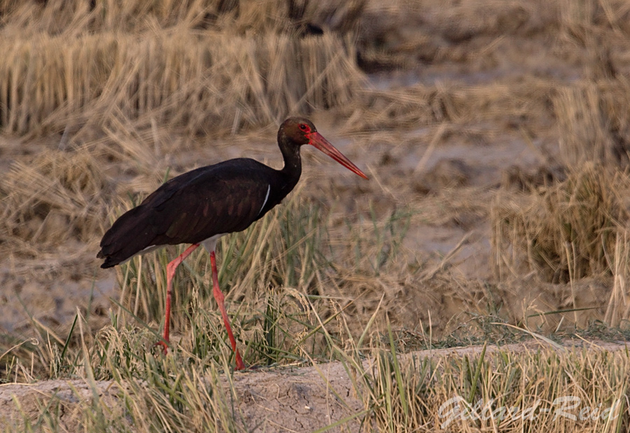 black stork