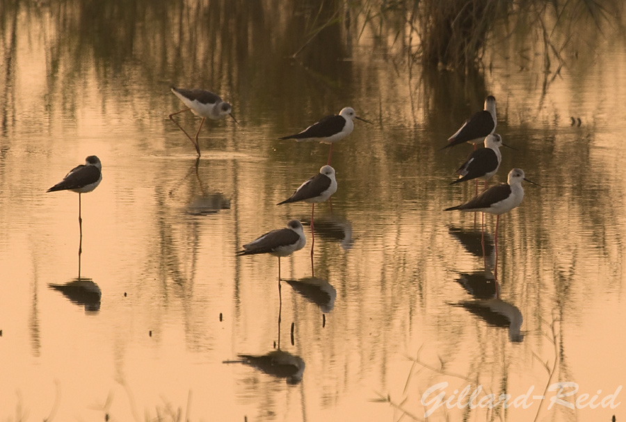 stilts