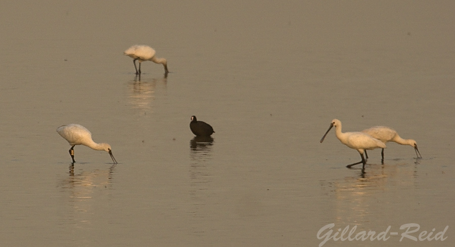 spoonbill photo