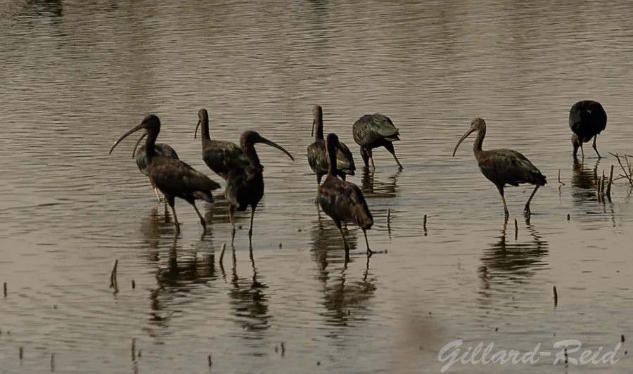 glossy ibis