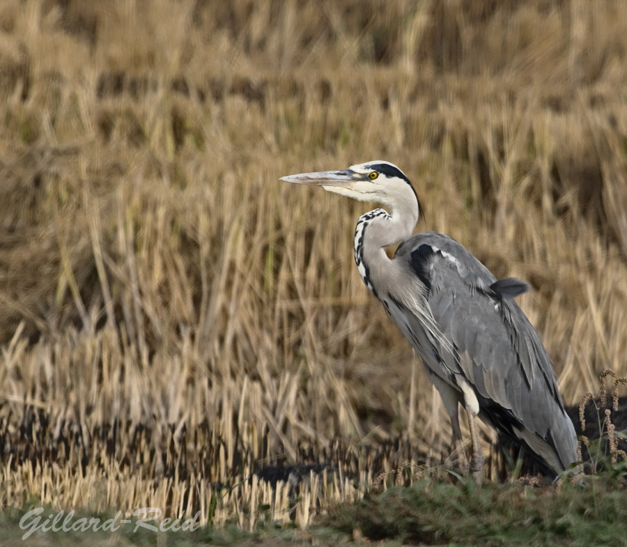 grey heron